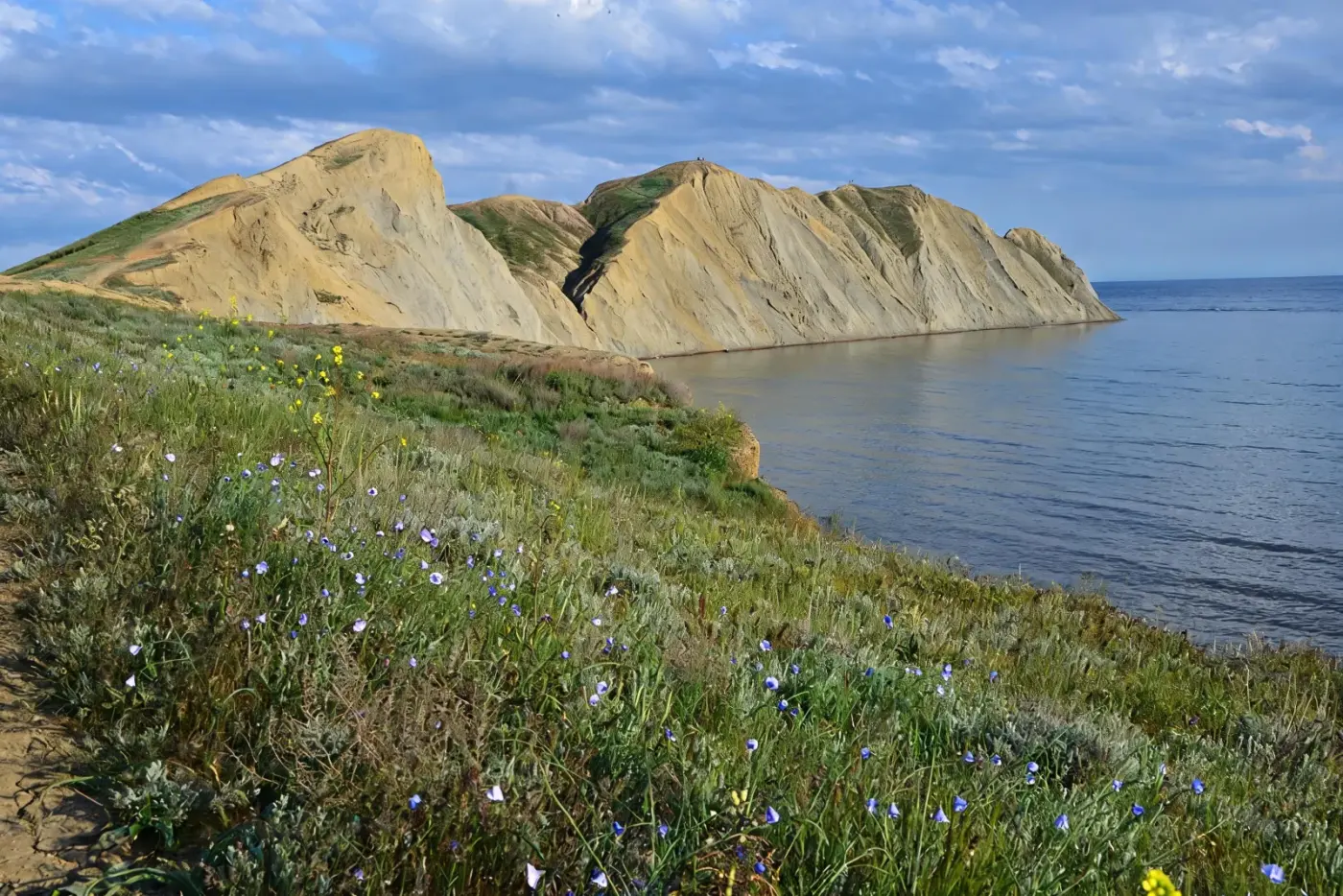 Мыс Хамелеон весной — поле полевых цветов на склоне с видом на море